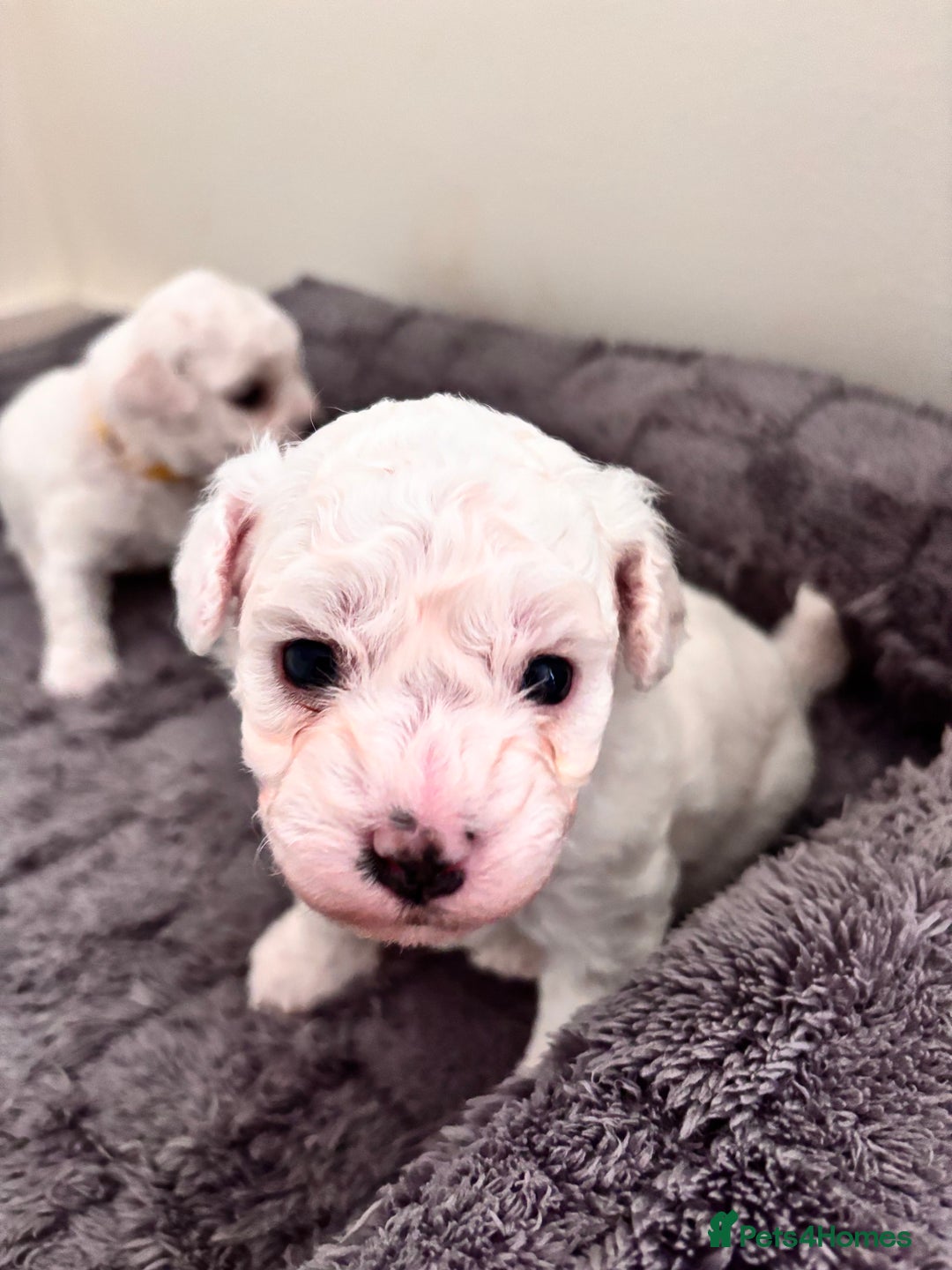 Bichon Frise dogs for sale: Pure Bichon frise for sale in Bromsgrove  in Bromsgrove - Image 5