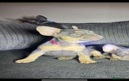 French Bulldog dogs for sale: Premium French Bulldog Puppies  - Advert 5