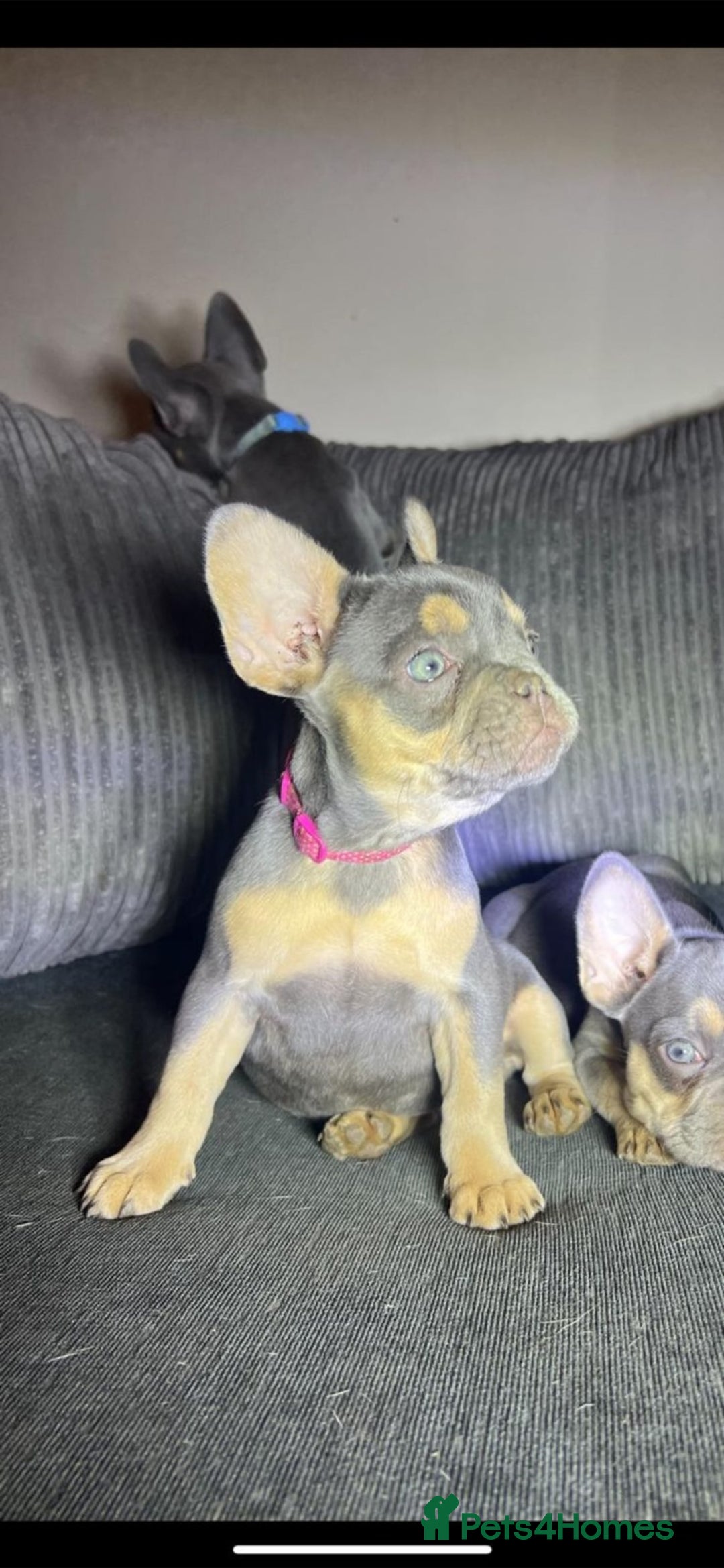 French Bulldog dogs for sale: Premium French Bulldog Puppies  - Advert 5