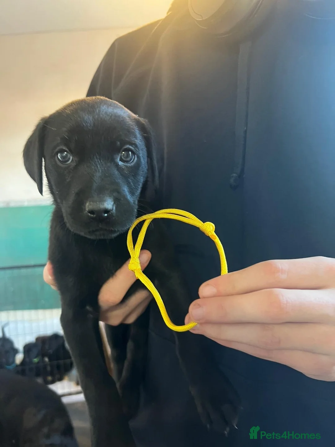 Mixed Breed dogs for sale: Labrador retriever cross - Advert 30