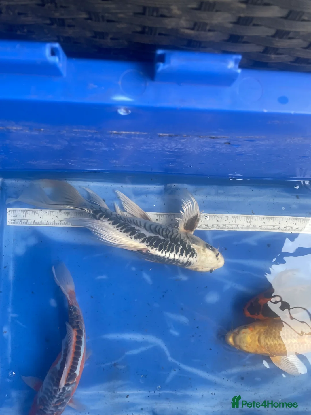 Koi Carp fish for sale: Koi carp and butterfly koi  - Advert 5