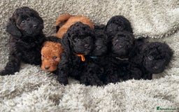 Cockapoo dogs for sale: F1b Cockapoo  - Image 4