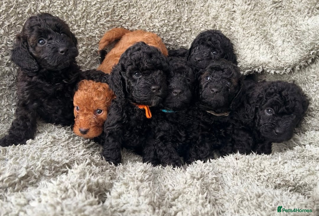 Cockapoo dogs for sale: F1b Cockapoo  - Image 4