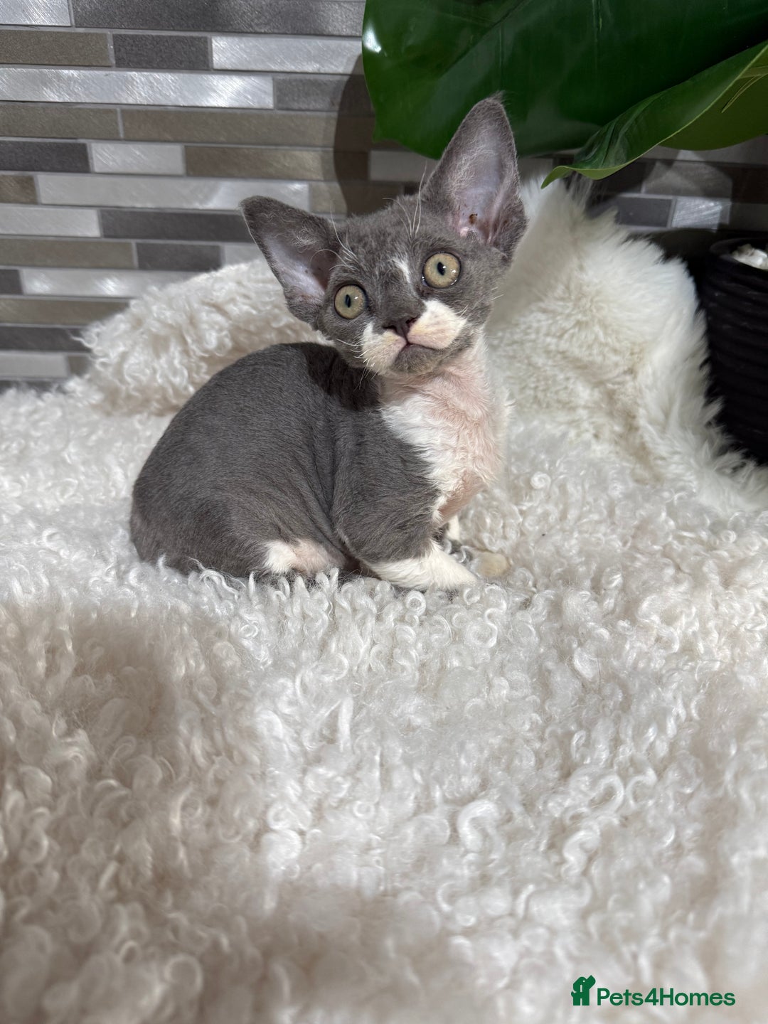 Devon Rex cats for sale: Devon Rex Kittens  - Image 4