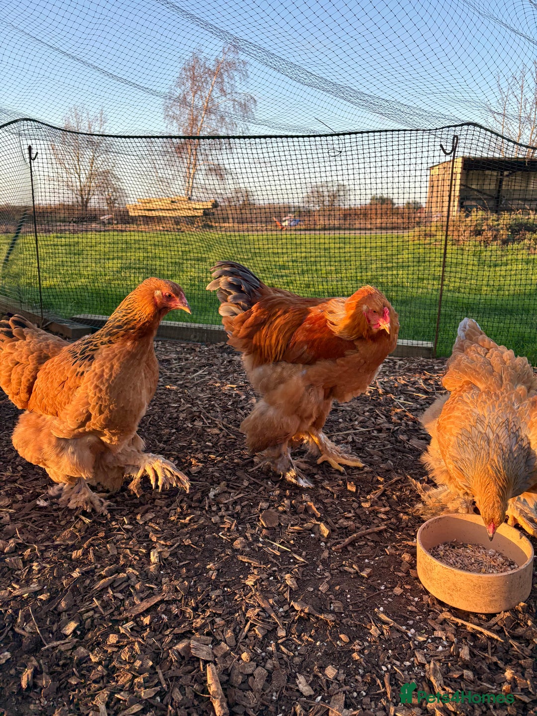 Chickens poultry for sale: Brahma Large Fowl Cockerel & Pullets - Advert 1