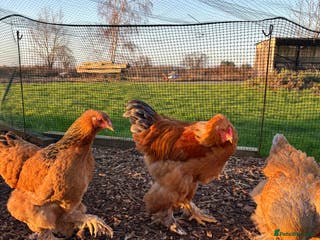 Chickens poultry Brahma Large Fowl Cockerel & Pullets - Advert 14