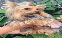 Yorkshire Terrier dogs for sale: Yorkshire Terrier Baby face boys for Sale  😍 - Image 9