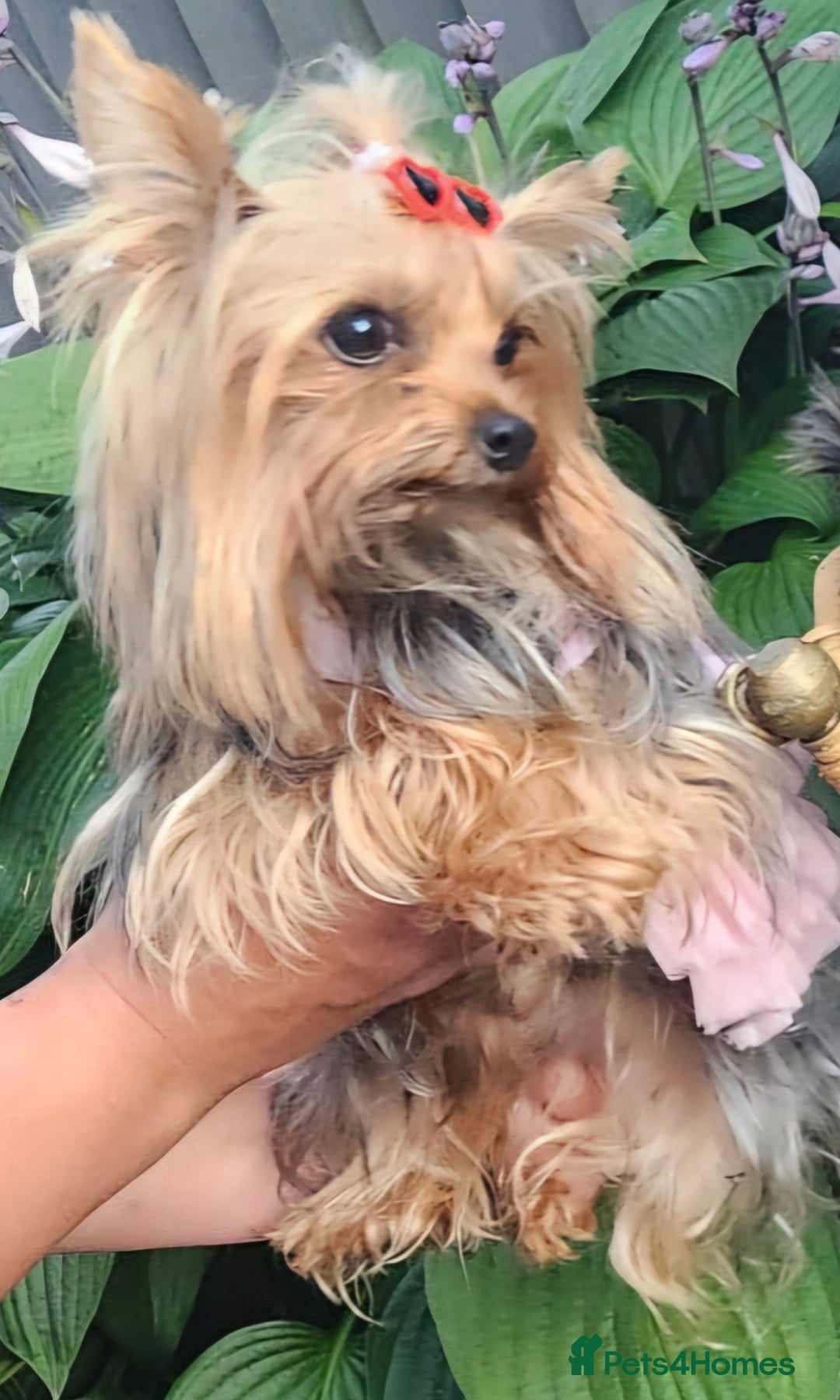 Yorkshire Terrier dogs for sale: Yorkshire Terrier Baby face boys for Sale  😍 - Image 9
