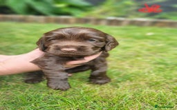 Cocker Spaniel dogs for sale: Show type x working cocker spaniel puppies - Image 3