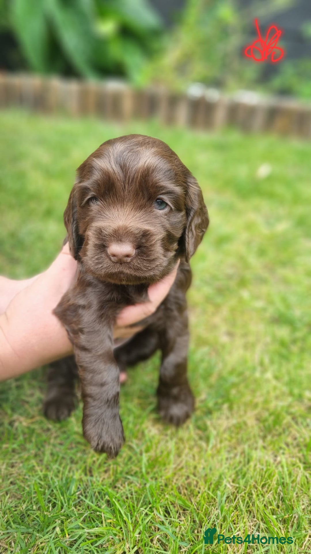 Cocker Spaniel dogs for sale: Show type x working cocker spaniel puppies - Image 3