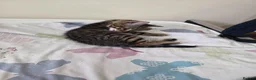 Bengal cats for sale: Stunning Bengal Cross Kittens - Advert 19