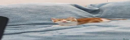 Mixed Breed cats for sale: Beautiful FLUFFY kittens VIDEOS - Advert 5