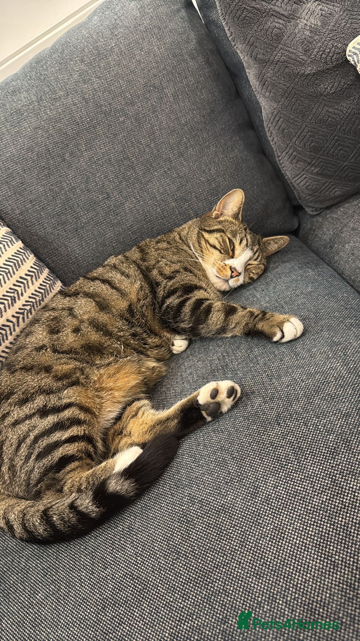 Mixed Breed cats 4 year old rescue cat needs a new home in Hook - Advert 2