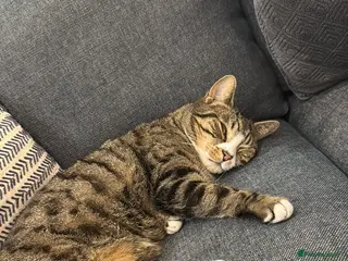 Mixed Breed cats 4 year old rescue cat needs a new home in Hook - Advert 15