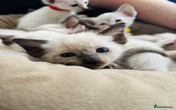 Ragdoll cats for sale: Ragdoll x Oriental kittens  - Image 11