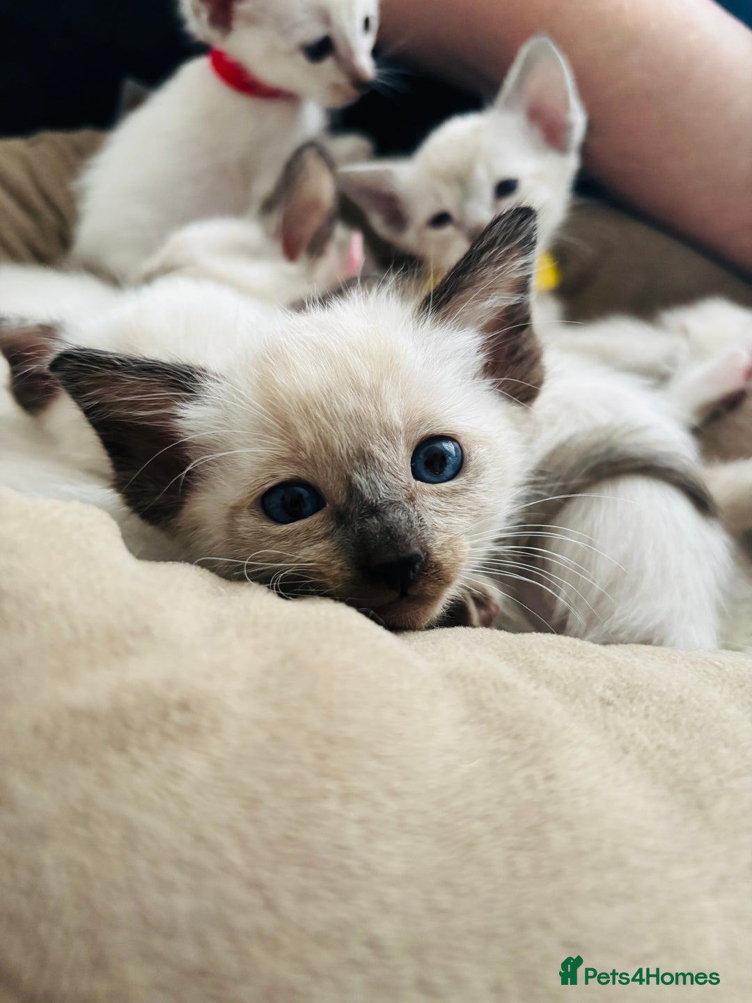 Ragdoll cats for sale: Ragdoll x Oriental kittens  - Image 11