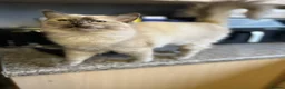 Ragdoll cats for sale: Blue mink tortie colourpoint ragdoll - Advert 2