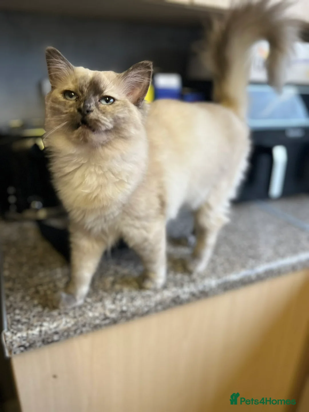 Ragdoll cats for sale: Blue mink tortie colourpoint ragdoll - Advert 2