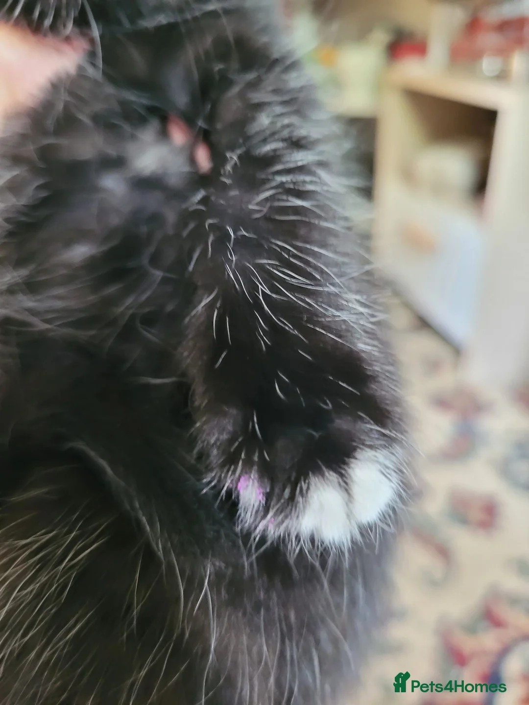 Mixed Breed cats for sale: Kitten 4 - Advert 15