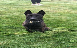 Belgian Shepherd Dog dogs for sale: Security Trained Herder For Sale - Image 1