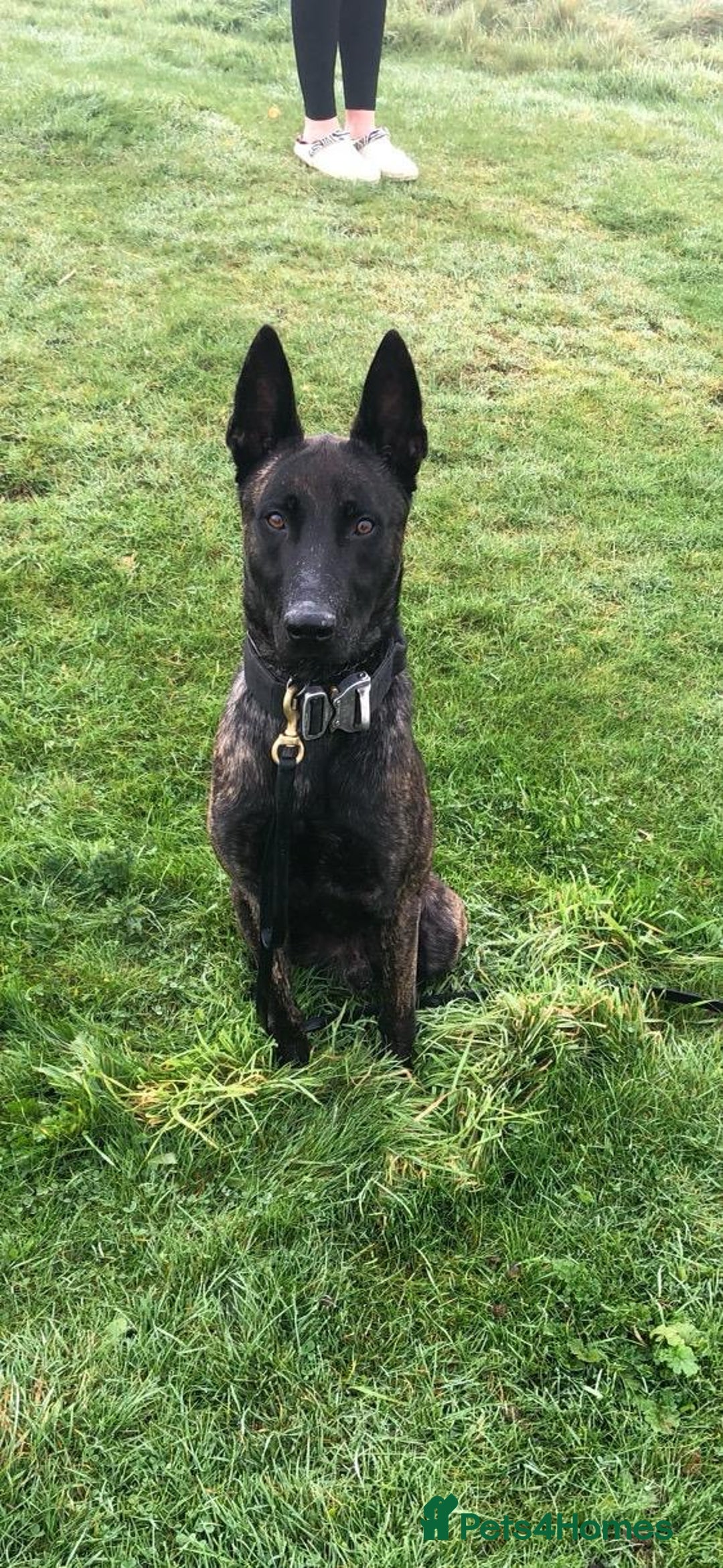 Belgian Shepherd Dog dogs for sale: Security Trained Herder For Sale - Image 1