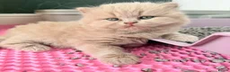 British Shorthair cats for sale: 🐾 GCCF Registered BSH / BLH Kittens 🐾 - Advert 2