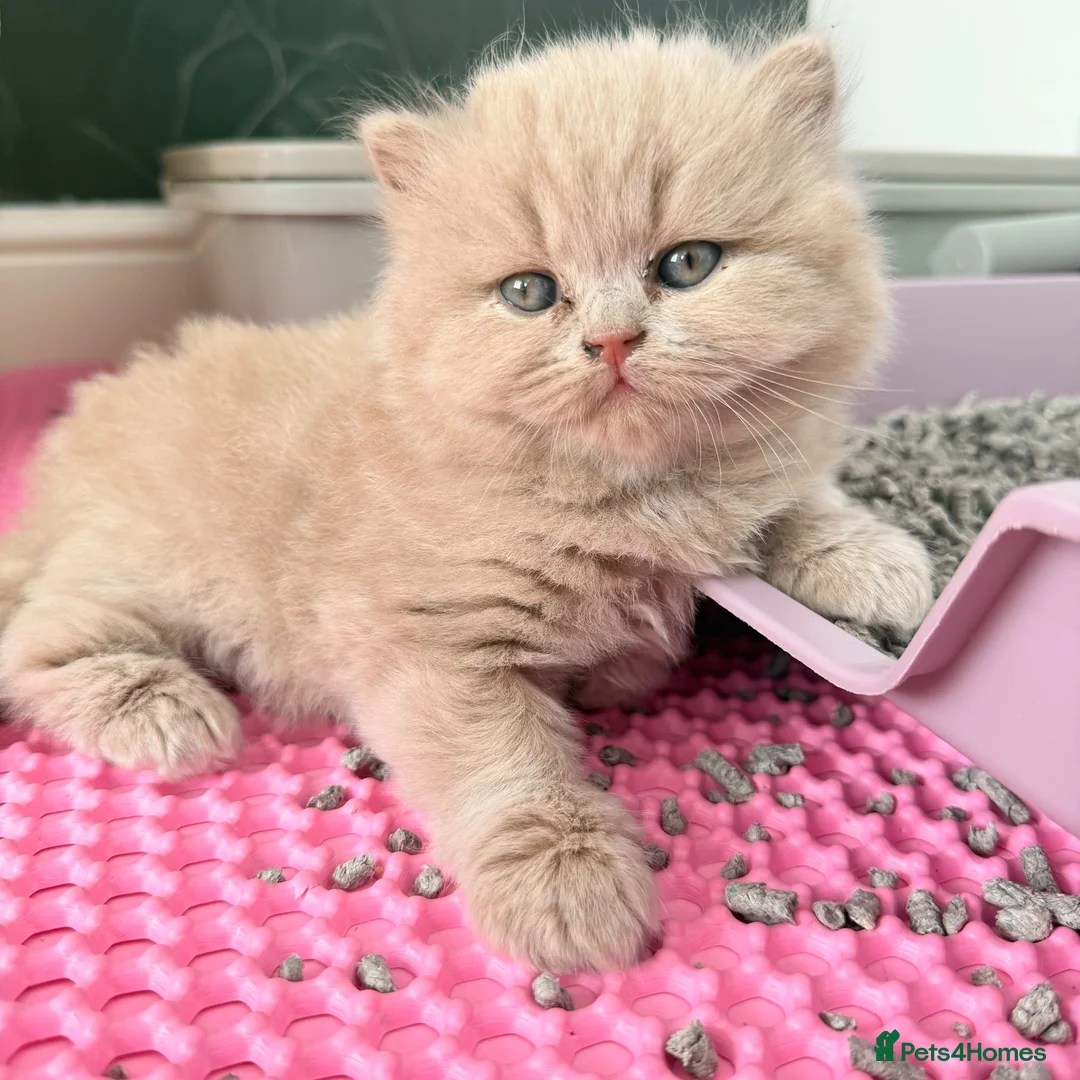 British Shorthair cats for sale: 🐾 GCCF Registered BSH / BLH Kittens 🐾 - Advert 2