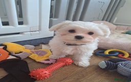 Maltese dogs for sale: Adorable Maltese Puppies For Sale❤️ - Image 12