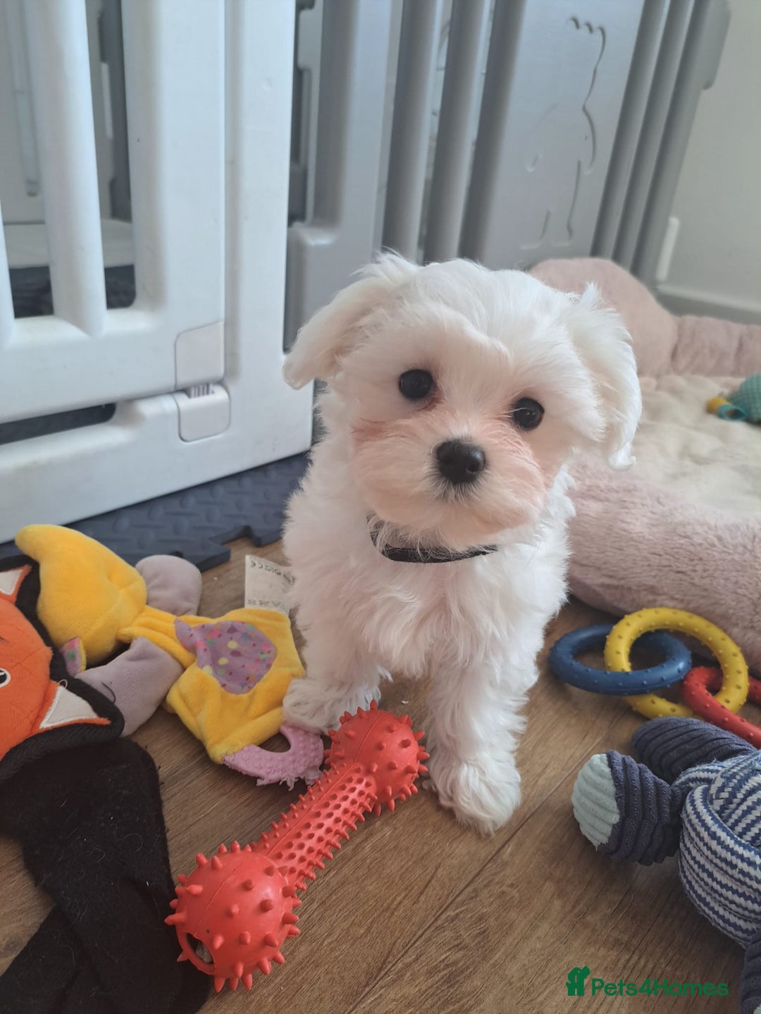 Maltese dogs for sale: Adorable Maltese Puppies For Sale❤️ - Image 12