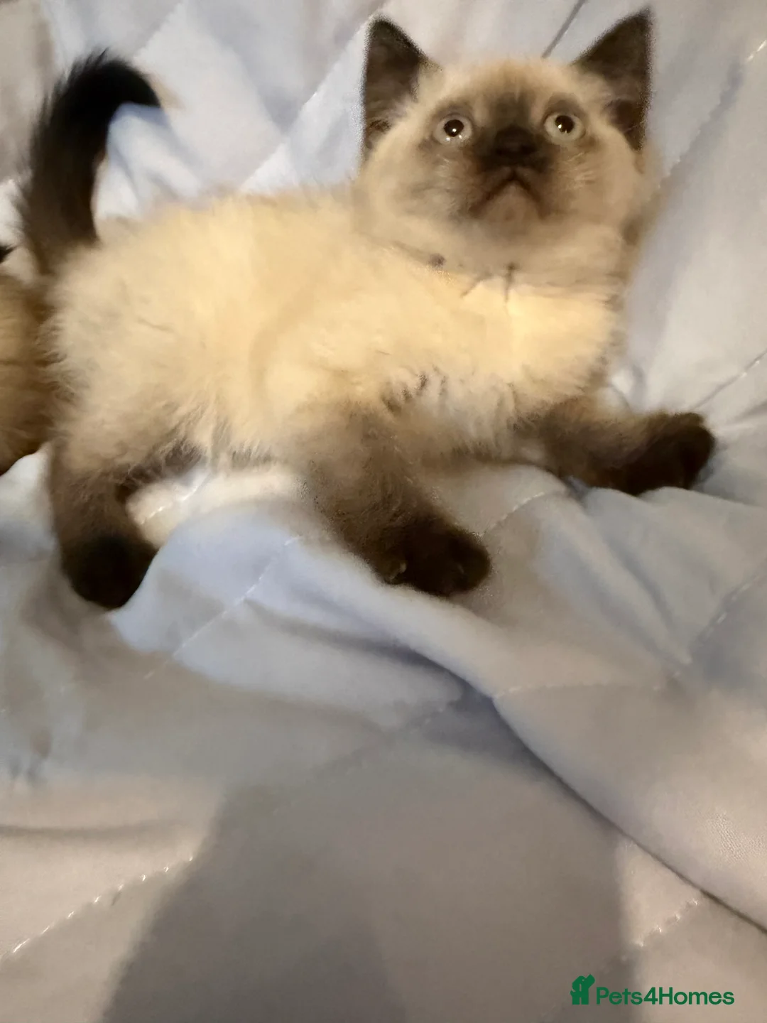 British Shorthair cats for sale: Pedigree BSH British cat kittens  - Advert 15