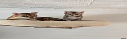 Bengal cats for sale: Tica registered brown bengal girl  - Advert 3