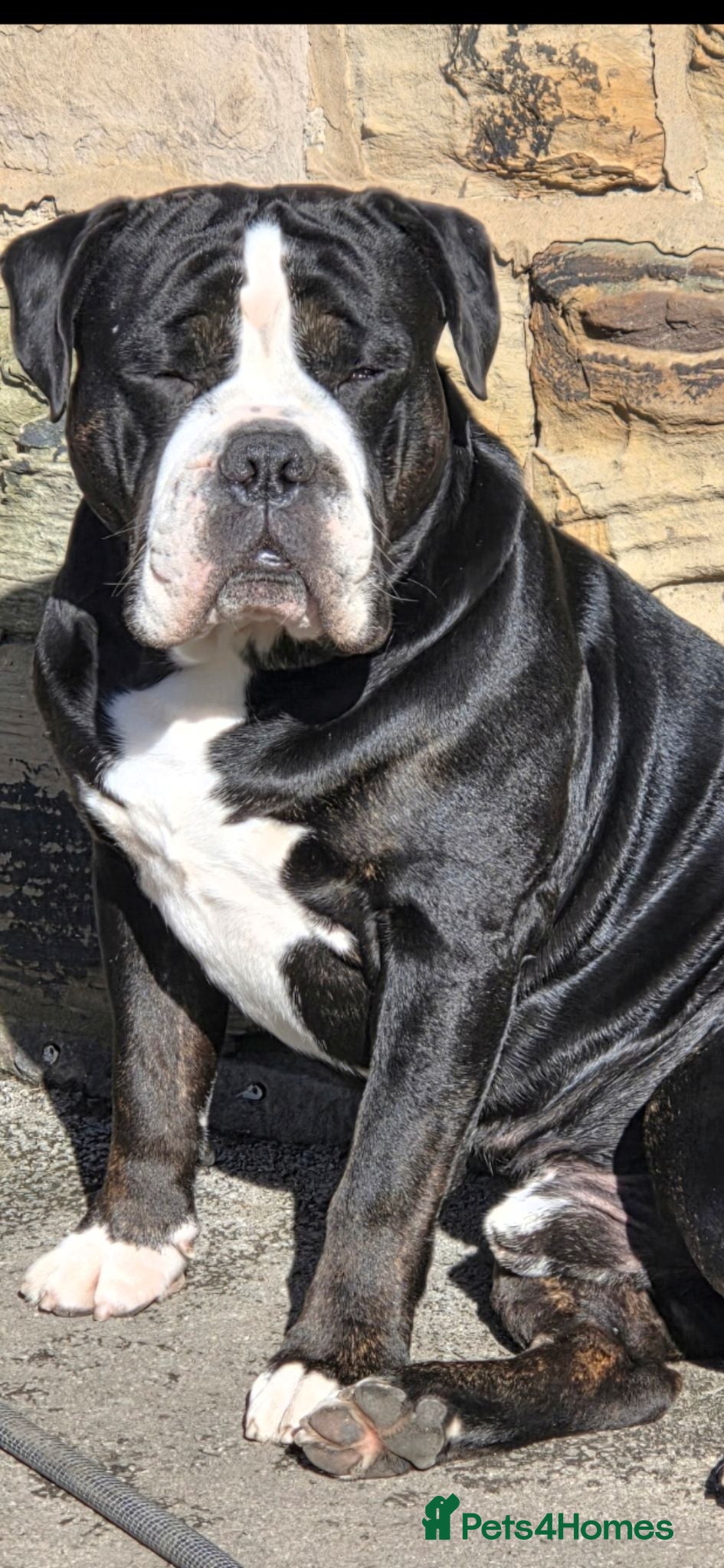 Old Tyme Bulldog dogs Old tyme bulldogs  - Advert 6