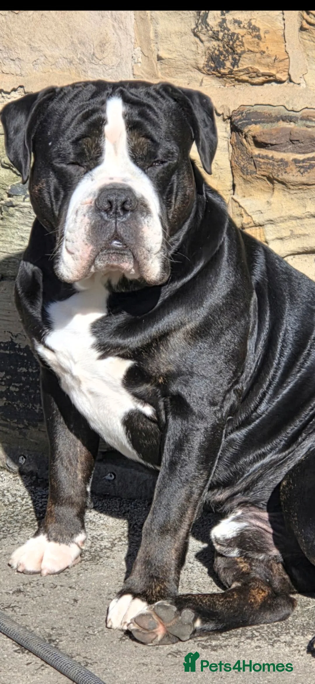 Old Tyme Bulldog dogs for sale: Old tyme bulldogs  - Advert 1