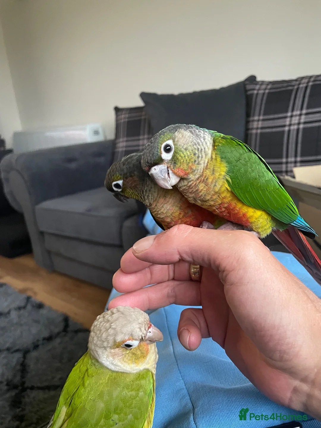 Conures birds for sale: 2 young conures for sale - Advert 8