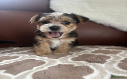 Mixed Breed dogs for sale: Yorkshire terrier/Jack Russell - Image 31