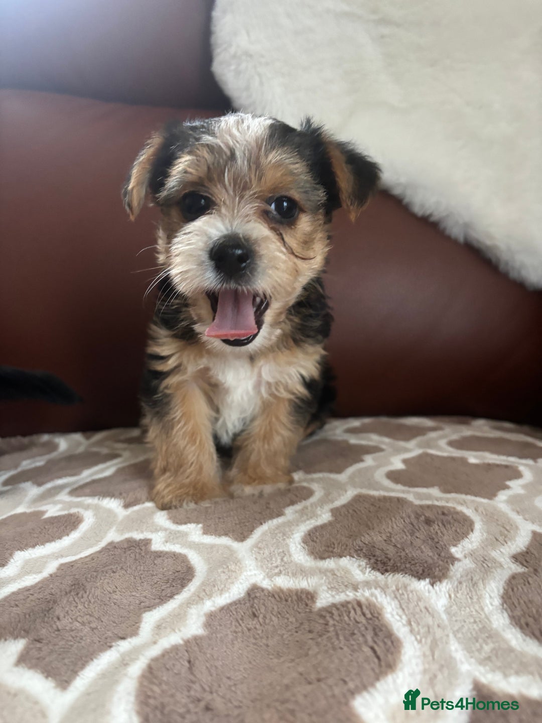 Mixed Breed dogs for sale: Yorkshire terrier/Jack Russell - Image 31
