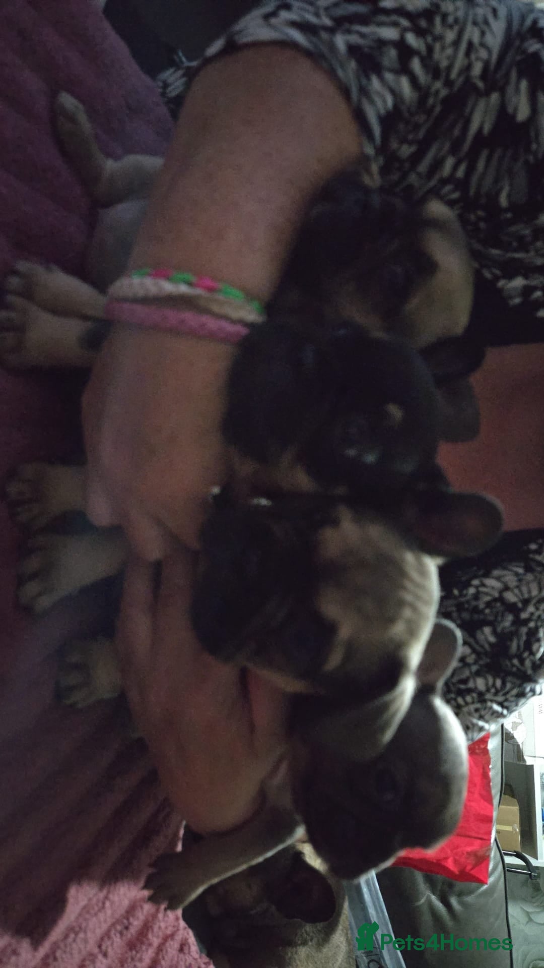 French Bulldog dogs for sale: French bull dog Puppies - Image 28