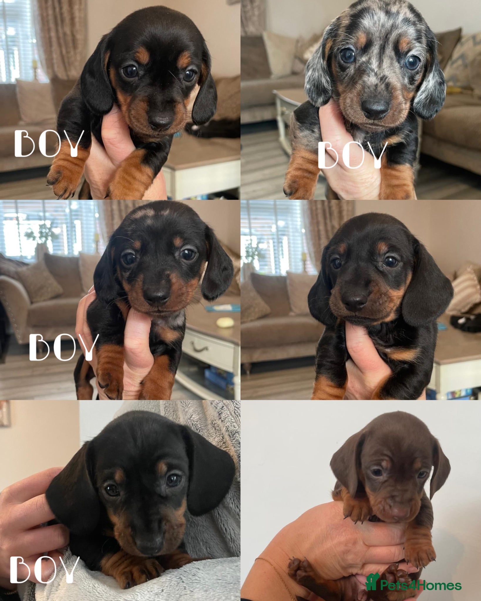 Miniature Dachshund dogs Miniature Dachshund puppies 🐶  - Advert 1