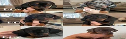Miniature Dachshund dogs for sale: Miniature Dachshund puppies 🐶  - Advert 7