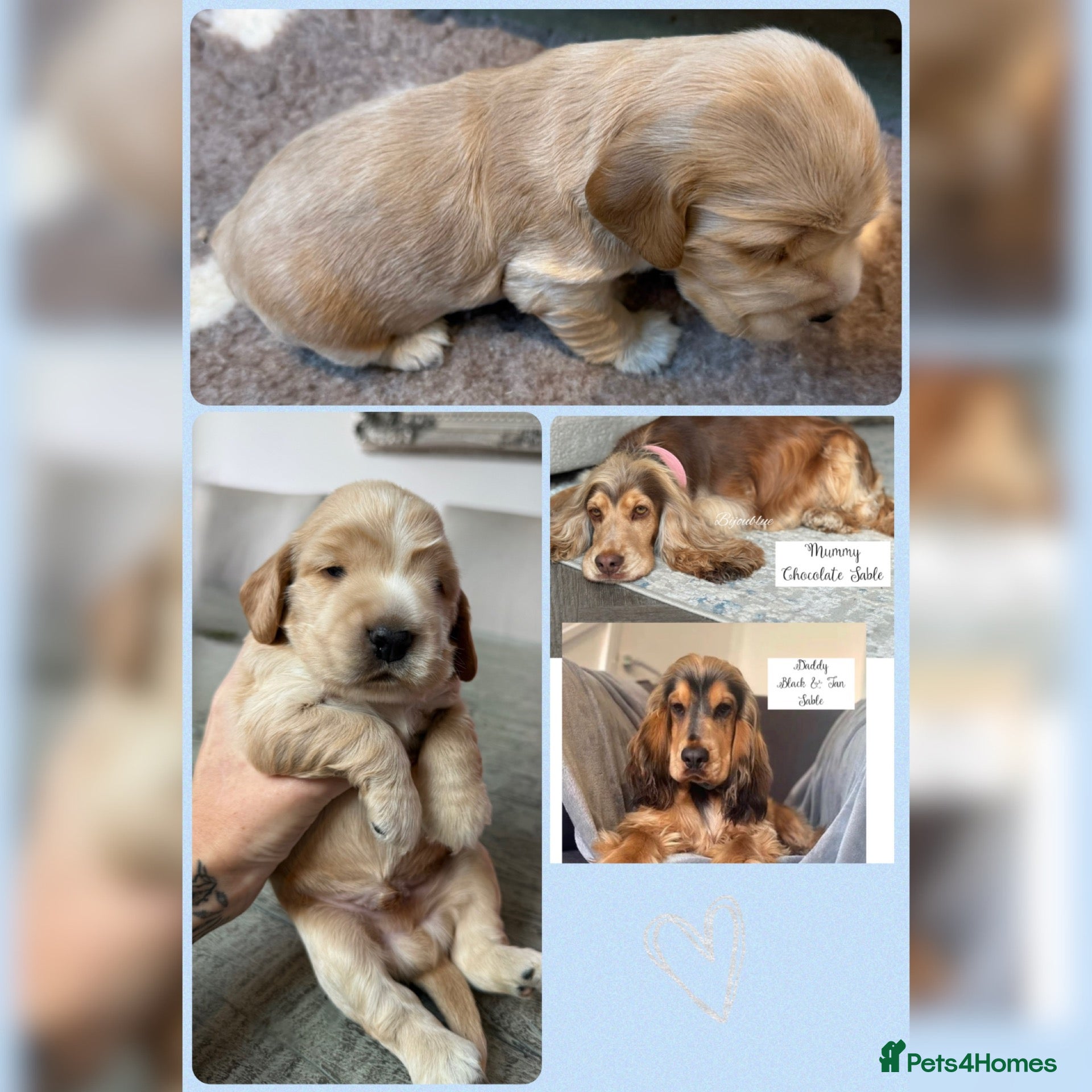 Cocker Spaniel dogs 🤍 KC Show Cocker Spaniels 🤍 - Advert 2