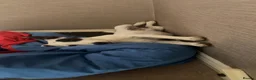 Jack Russell dogs for stud: Reksio    - Advert 8