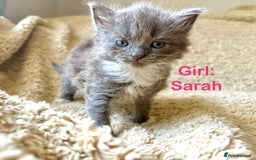 Exotic cats for sale: READY Silver Tabby cross exotic Fur Babies - Image 1