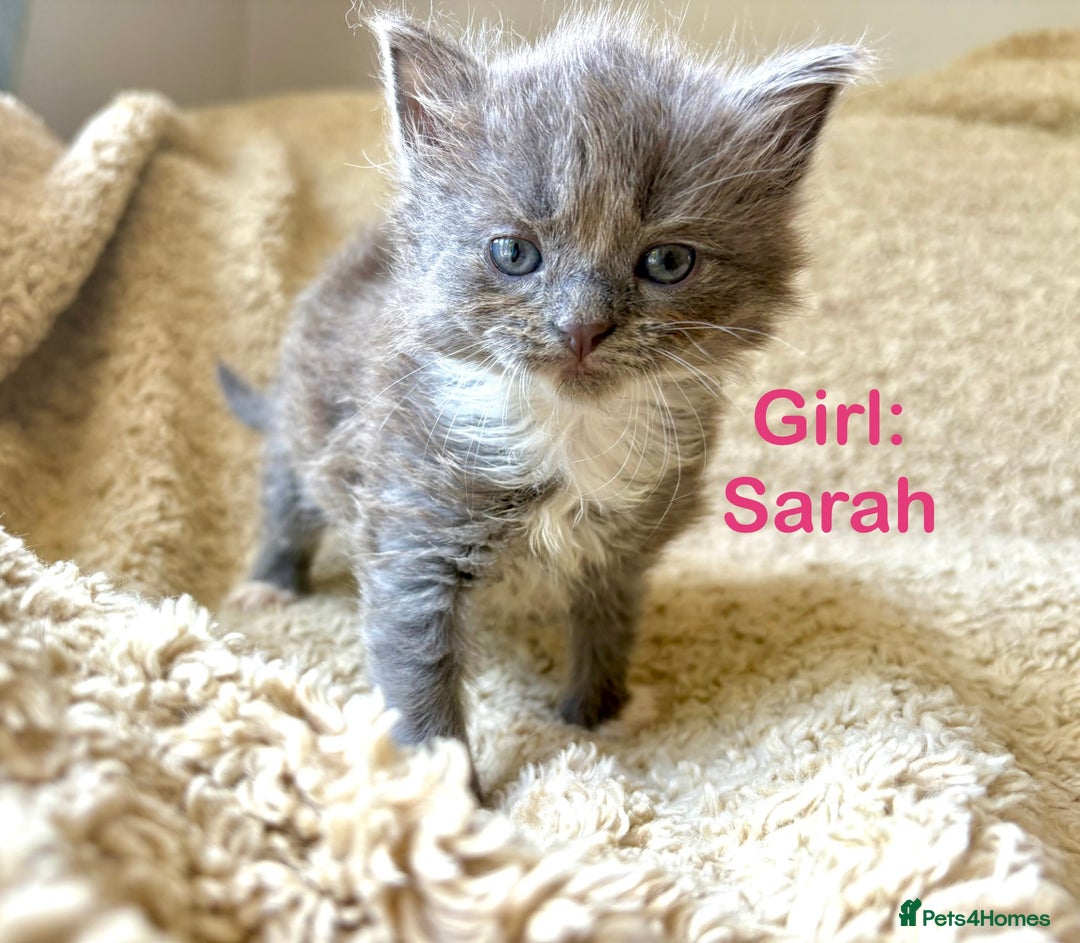 Exotic cats for sale: READY Silver Tabby cross exotic Fur Babies - Image 1