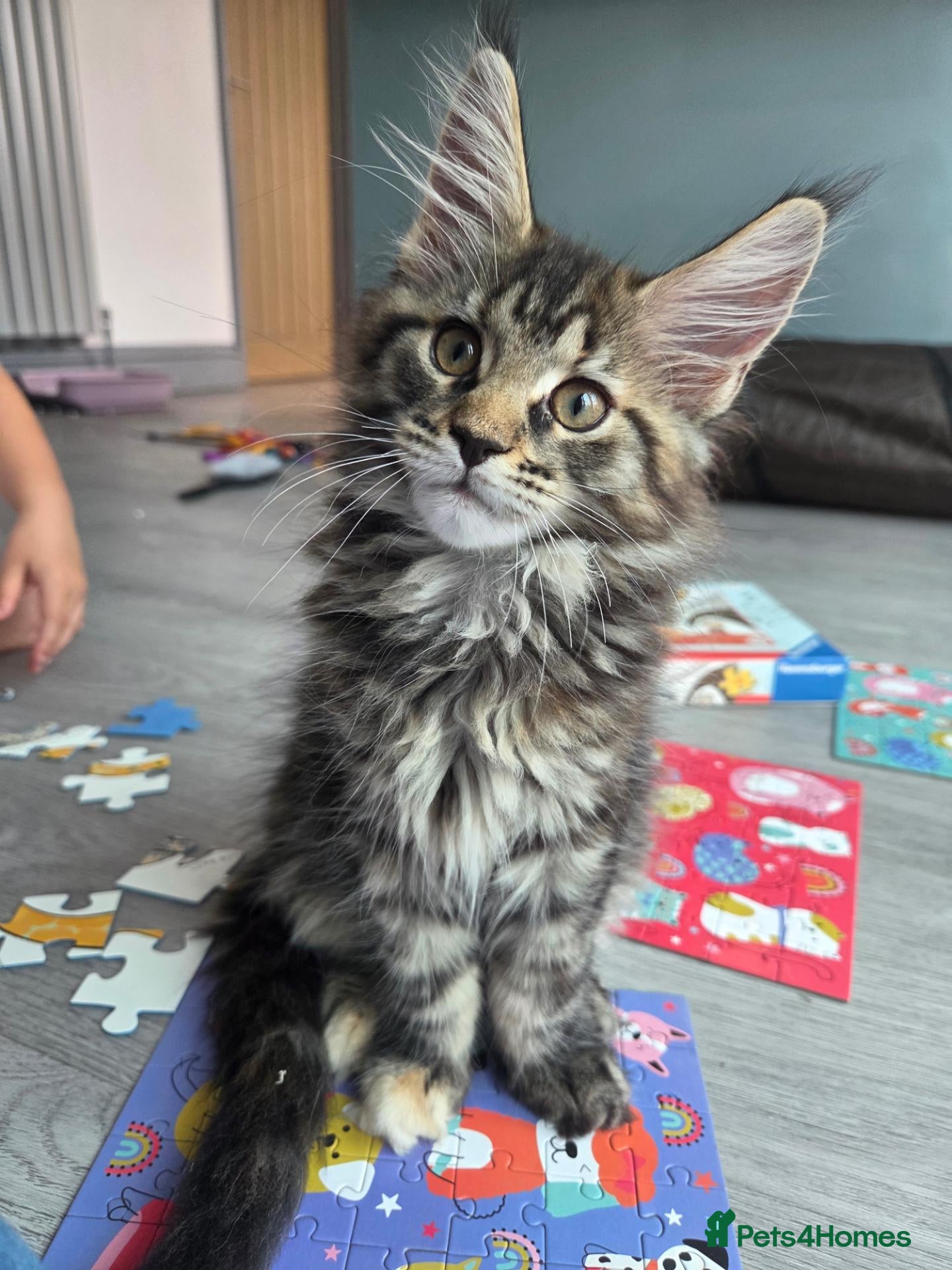 Maine Coon cats 🌟 1 Stunning Torbie girl left 🌟 TICA reg'd🌟 - Advert 5