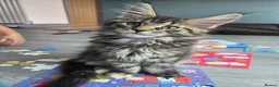 Maine Coon cats for sale: 🌟 1 Stunning Torbie girl left 🌟 TICA reg'd🌟 - Advert 3