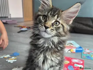 Maine Coon cats 🌟 1 Stunning Torbie girl left 🌟 TICA reg'd🌟 - Advert 5
