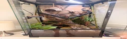 Gecko reptiles for sale: Two female crested geckos and full set up ready in Brentwood - Advert 1