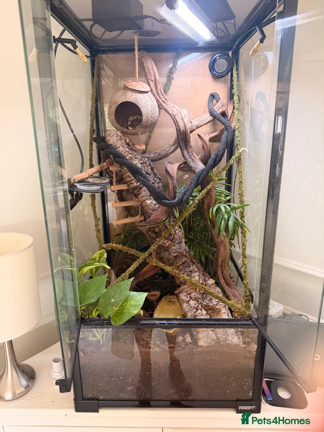 Gecko reptiles for sale: Two female crested geckos and full set up ready in Brentwood - Advert 1