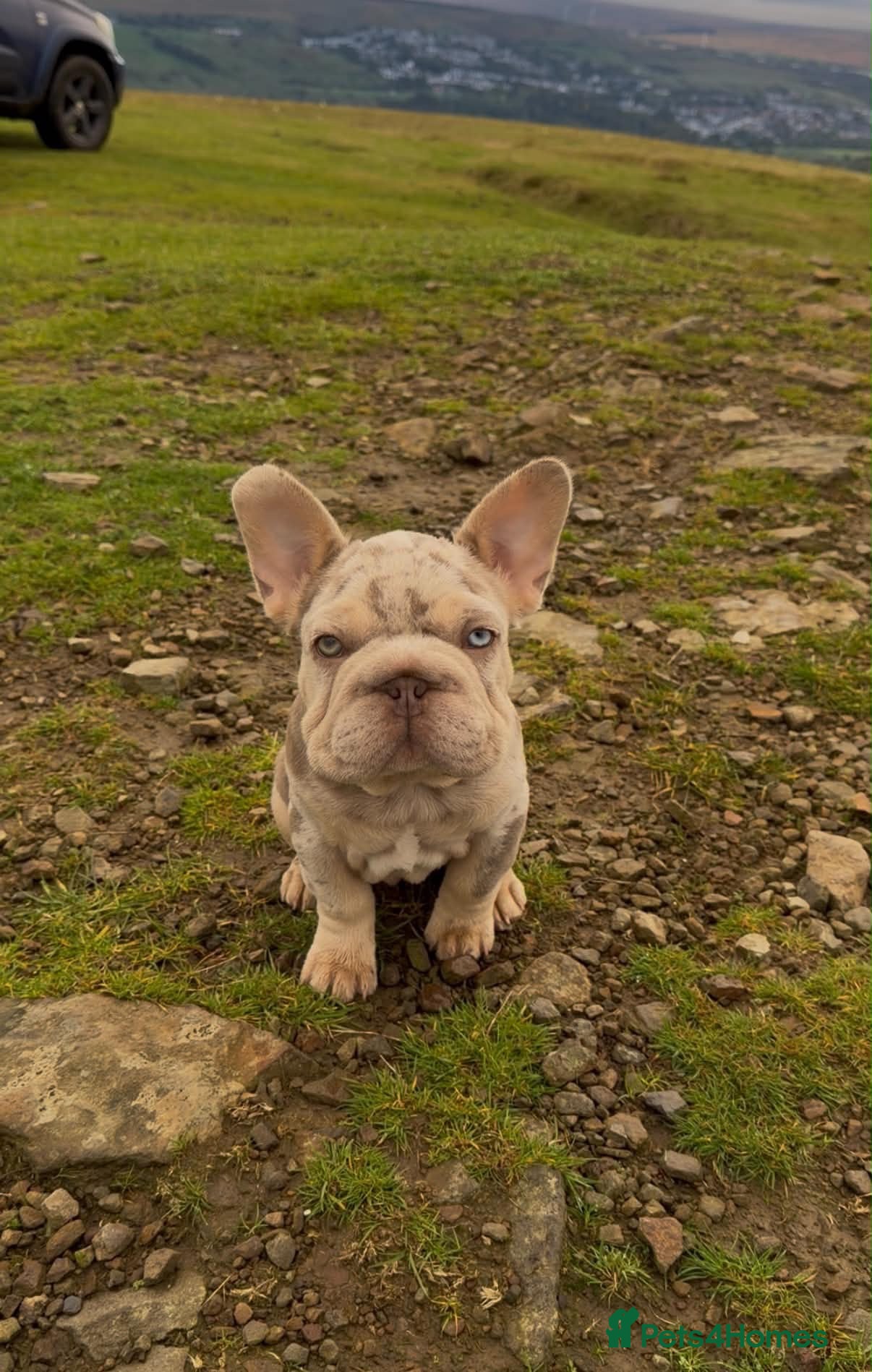French Bulldog dogs Merle French bulldog - Advert 15