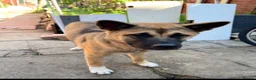 Akita dogs for sale: Beautiful brown coat Akita  - Advert 5